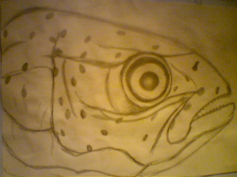 Fish Sketch