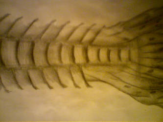 Fish Tail Sketch