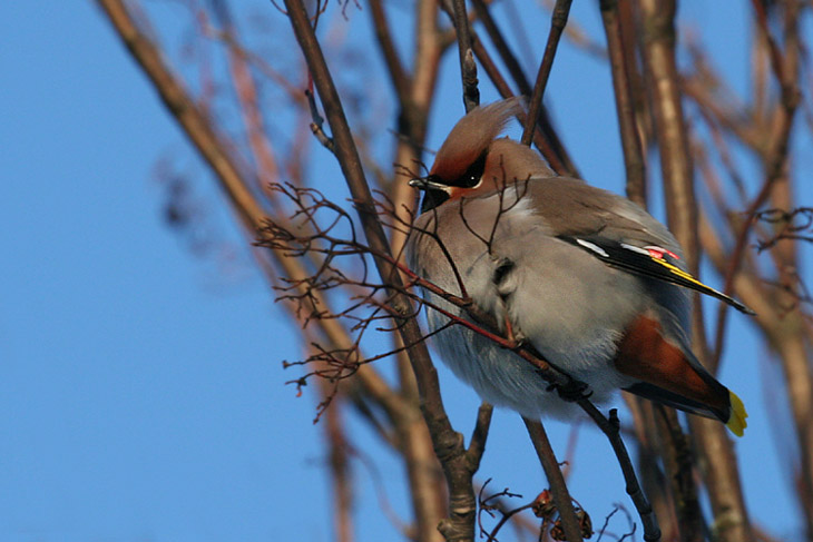 Waxwing part II