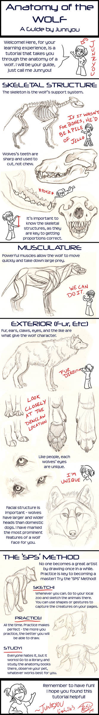 Anatomy of a Wolf - A Tutorial