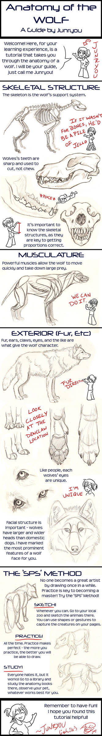 photo Wolf Body Anatomy Drawing anatomy of a wolf a tutorial by