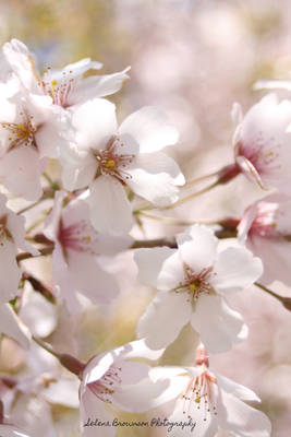 Cherry Blossoms III