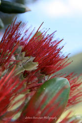 Pohutukawa