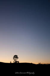 Tree at Sunset