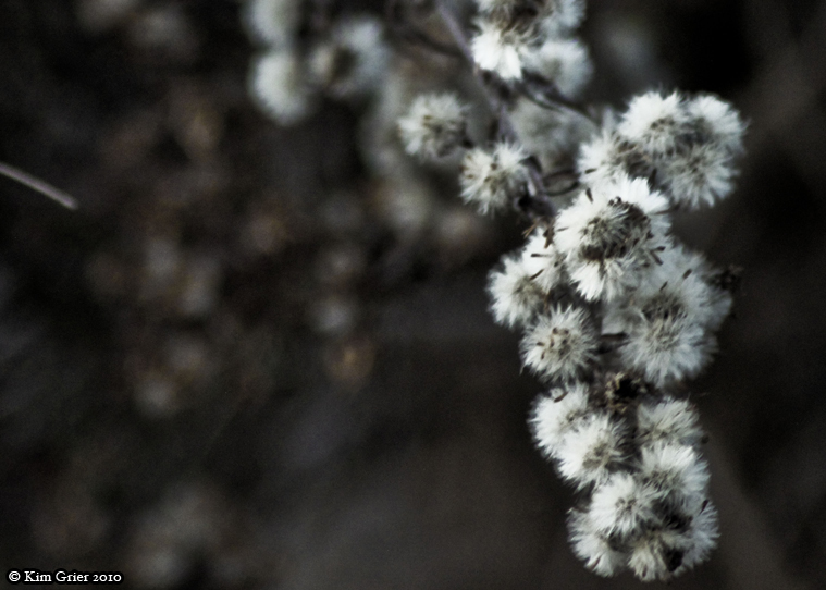 Small Flowers 2