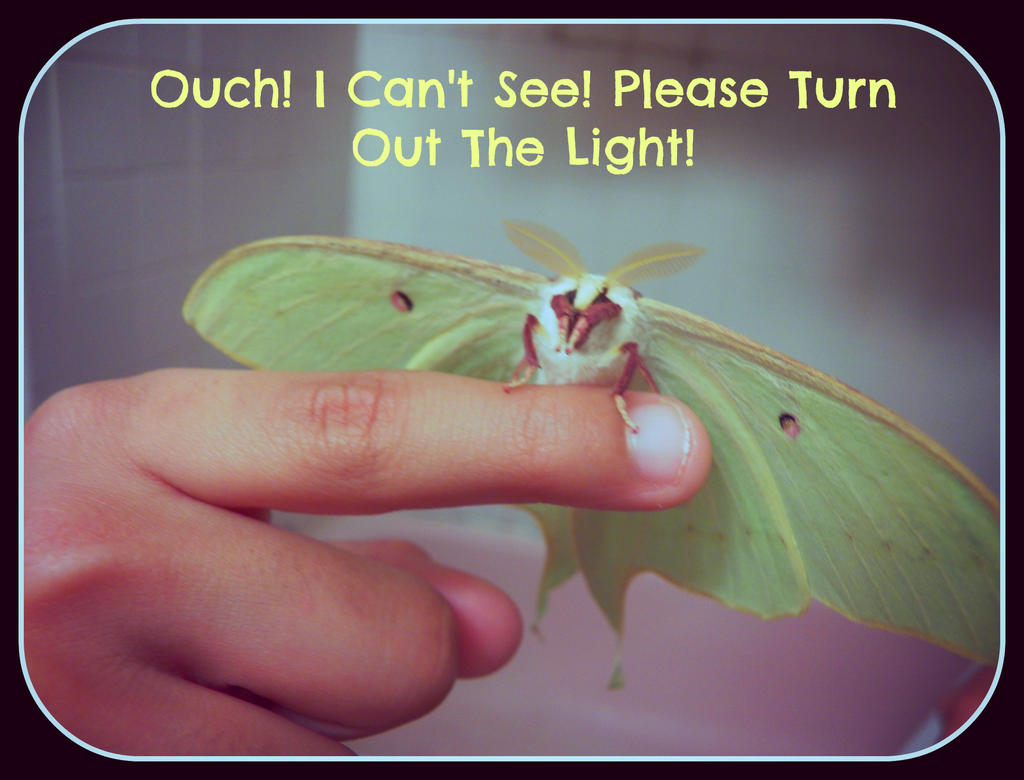 Mothy Says Bright Light Bright Light By Ravendiablo On Deviantart Mothy Says Bright Light Bright Light By Ravendiablo On Deviantart