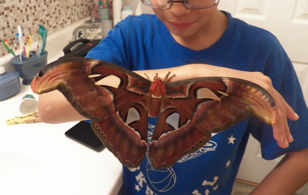 Lana The Atlas Moth She S Big And Beautiful By Ravendiablo On Deviantart Lana The Atlas Moth She S Big And Beautiful By Ravendiablo On Deviantart