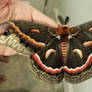 Alberto - Male Cecropia Moth Main Shot