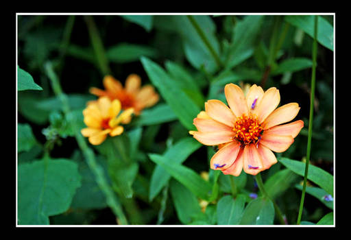 Tiny Orange Flower