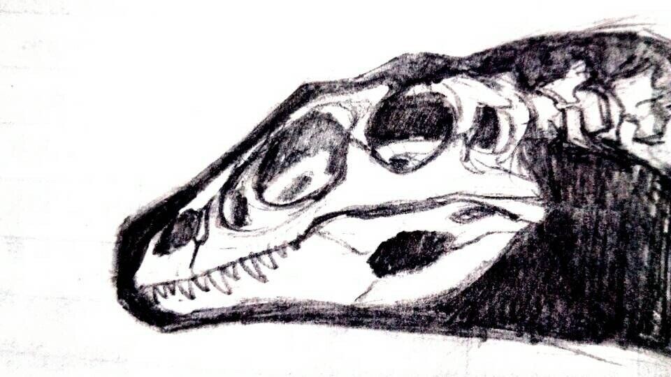 Deinonychus skull