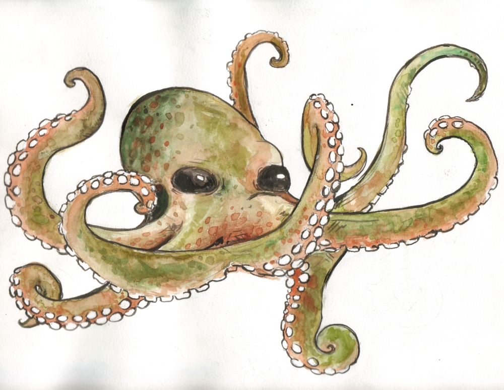 Octopus