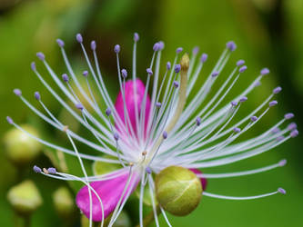 Jungle Flower