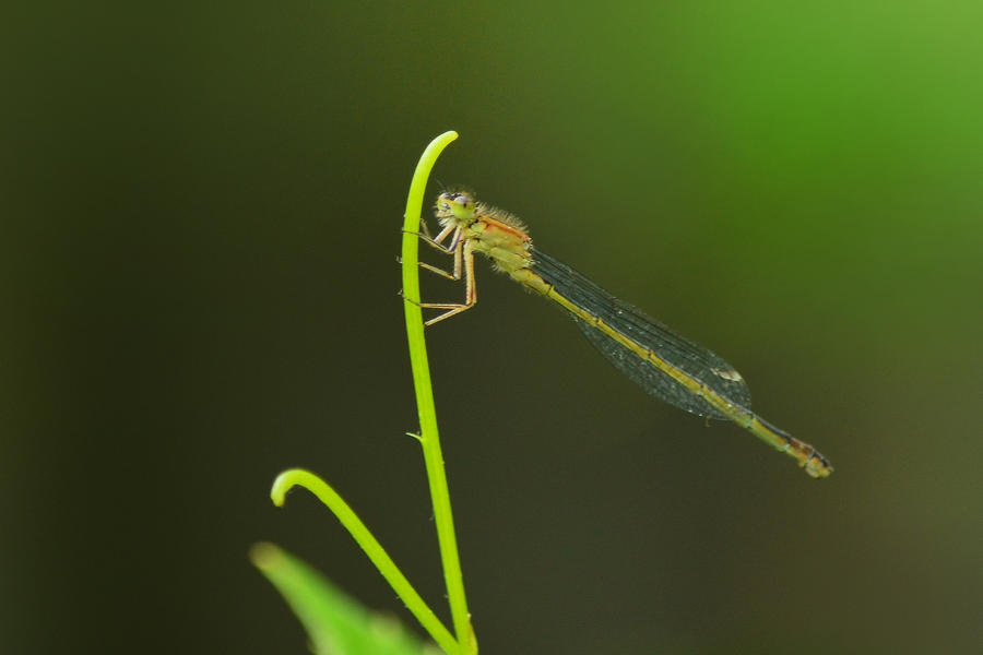 Dragonfly by jeroenpaint