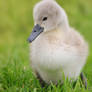 Baby Swan