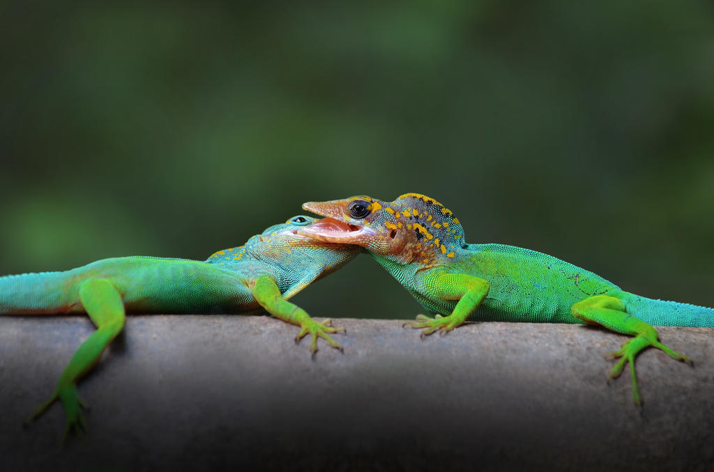 Lizard Partner Kissing Lizards by jeroenpaint on DeviantArt