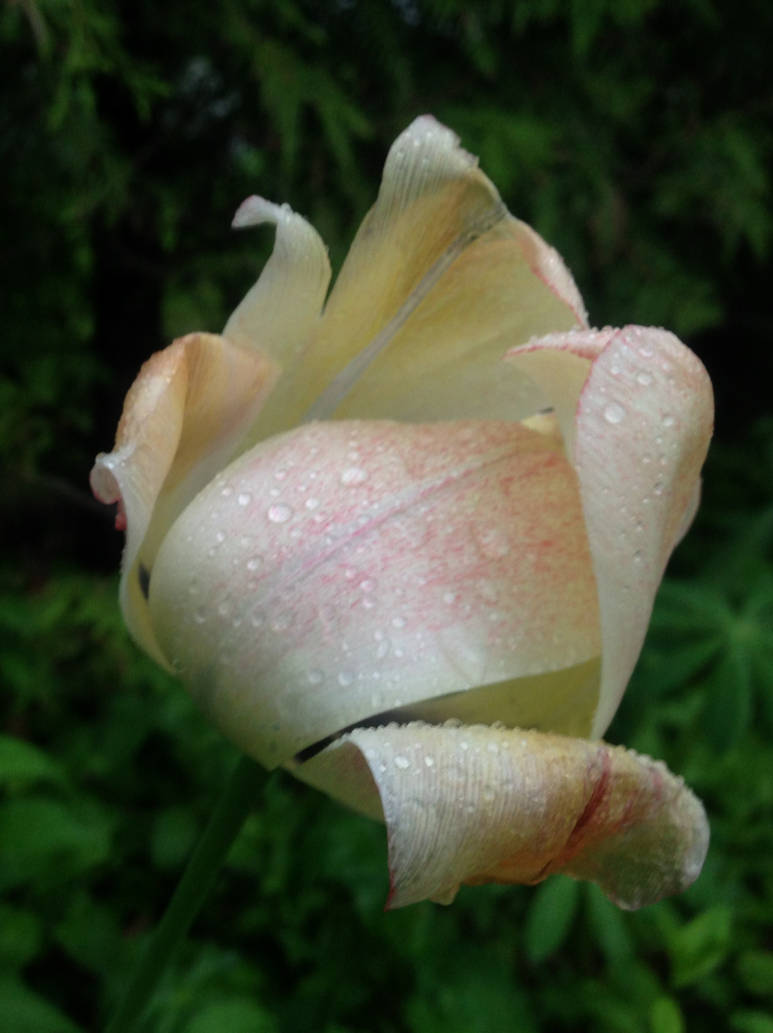 White-Peach Tulip