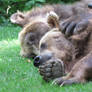 Cuddly bears