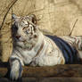 White tiger