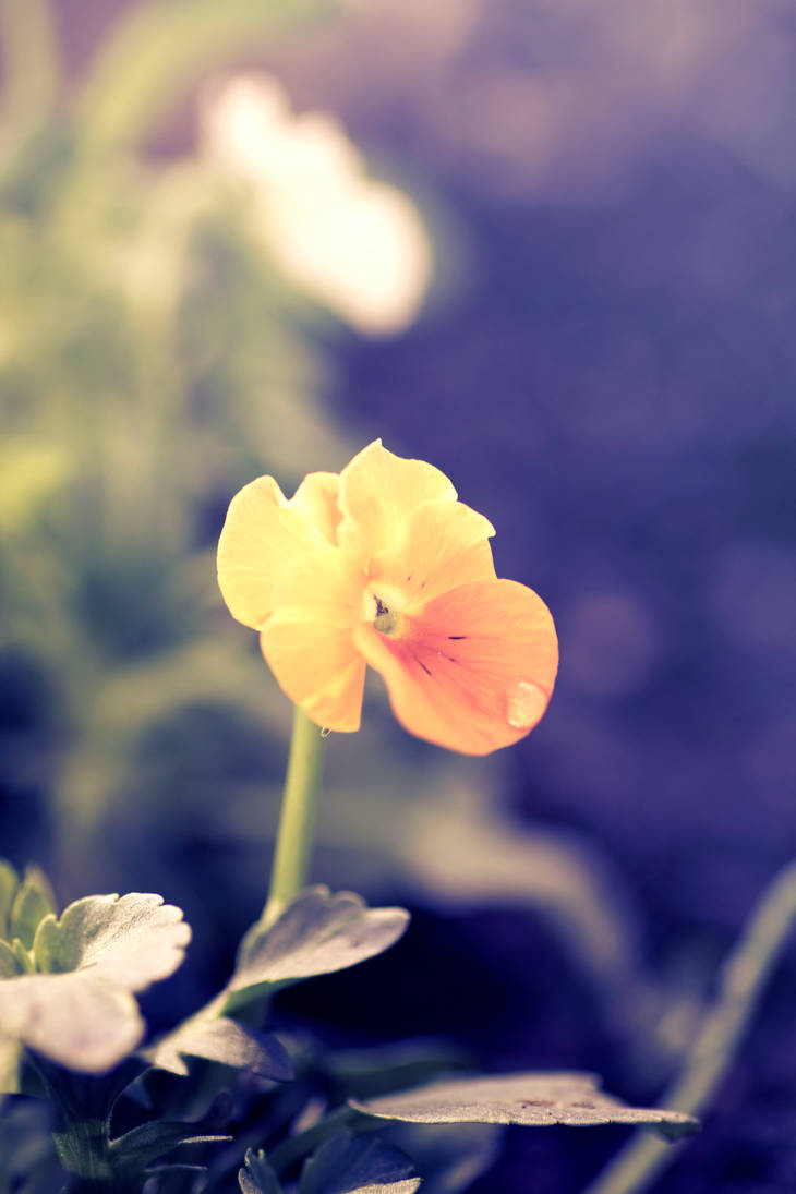 To the spring by rainman65