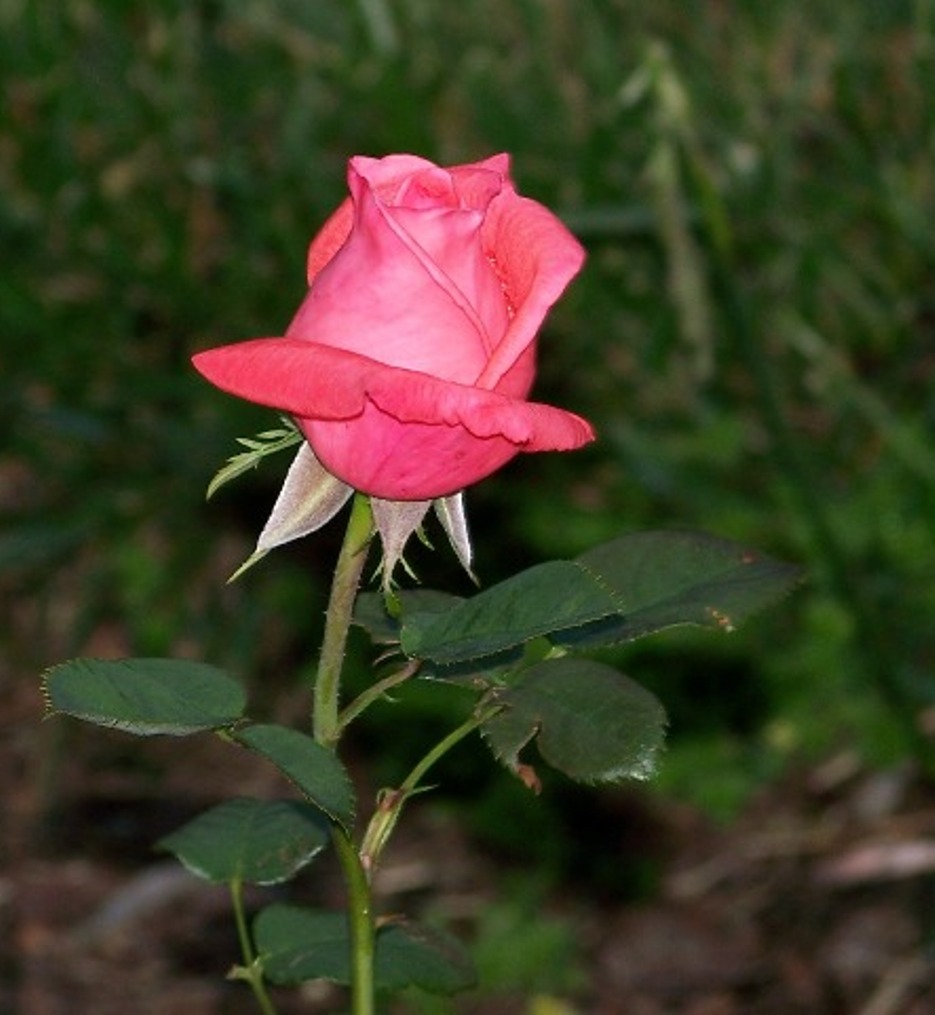 The Pink Rose