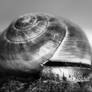 Snail Shell