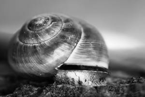 Snail Shell