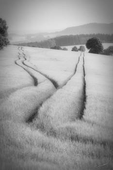 Am Scheideweg