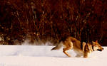 Raksha loves snow by Czertice