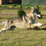 Wolfdogs Can Fly