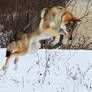 Czechoslovakian Wolfdog Stock