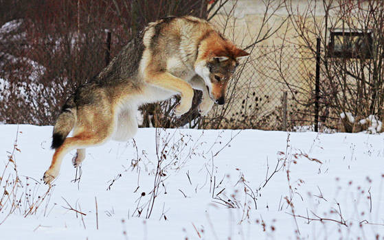 Czechoslovakian Wolfdog Stock