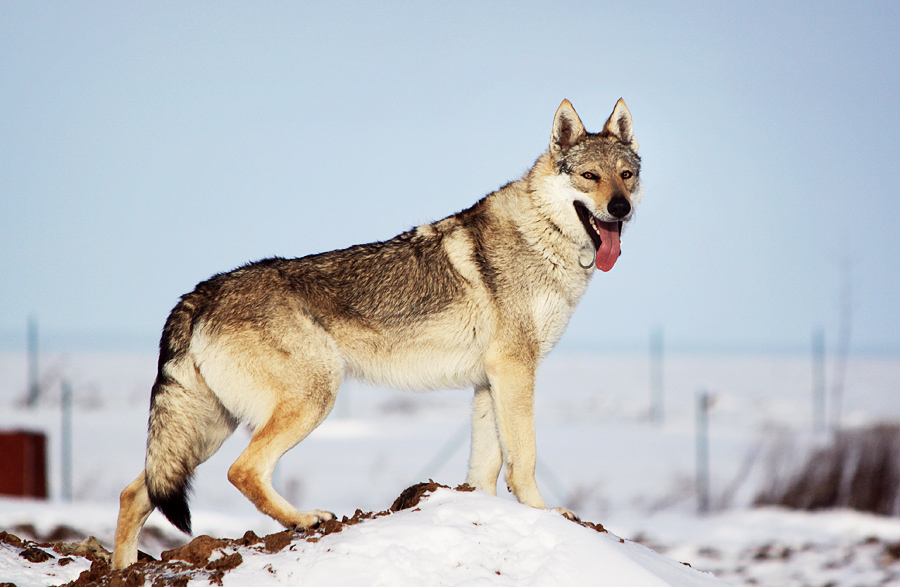 German Shepherd Stance