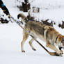 Wolfdog Hockey