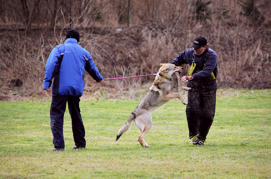 Schutzhund Training