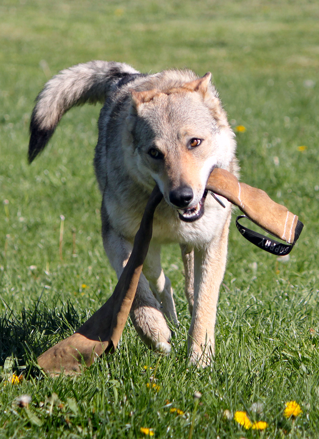 Shutzhund Lesson