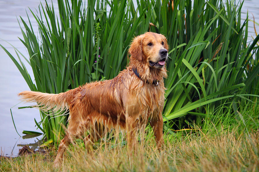 Hapi Dog Hapi Working Dog by Czertice on DeviantArt