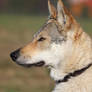 Czechoslovakian Wolfdog