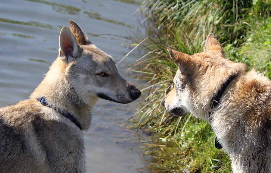 Communication in the Water