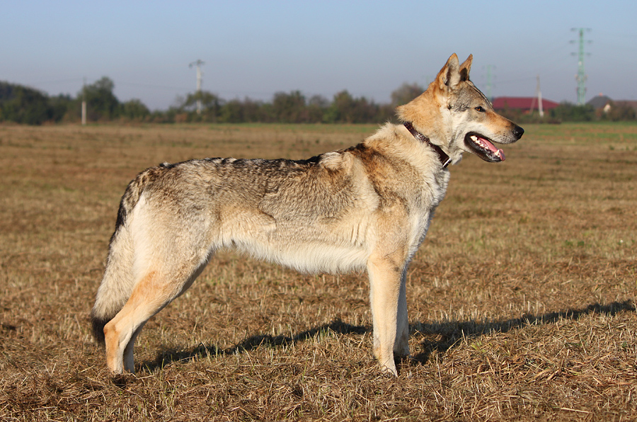 Czechoslovakian Wolfdog Raksha