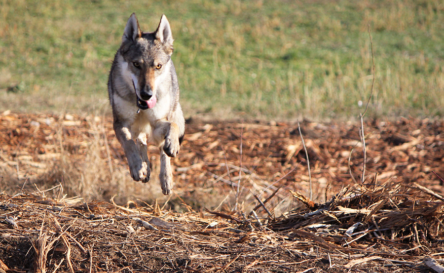 Wolfdogs Can Fly III.