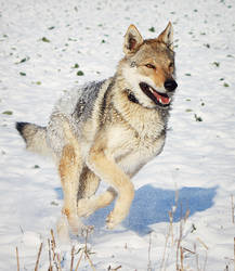 Czechoslovakian Wolfdog Stock 4