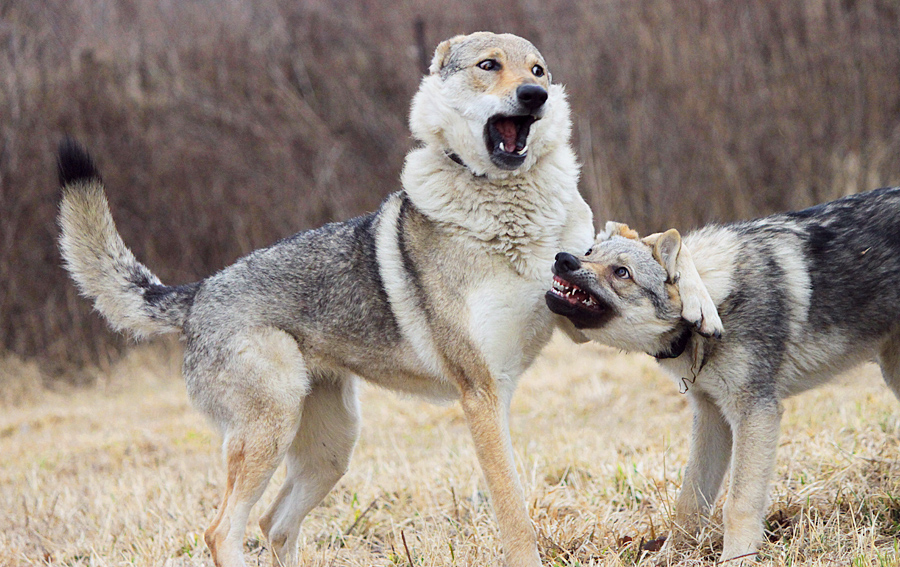 Raksha and Cerberus