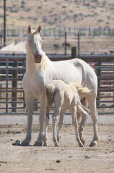 Cremello Mustang Mare and a Foal