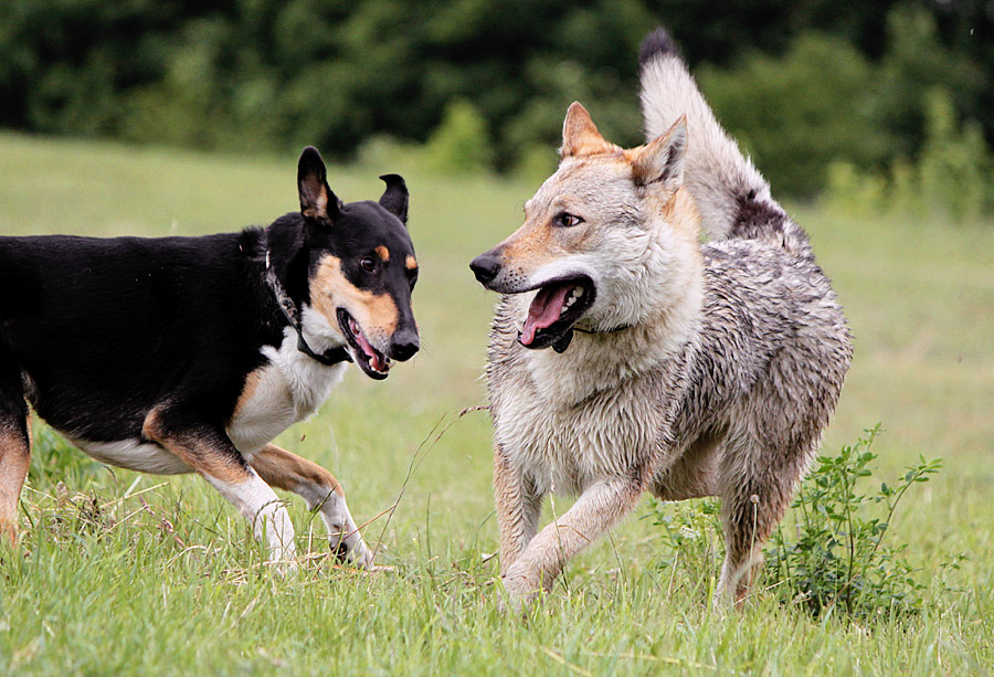 Raksha and Rufus