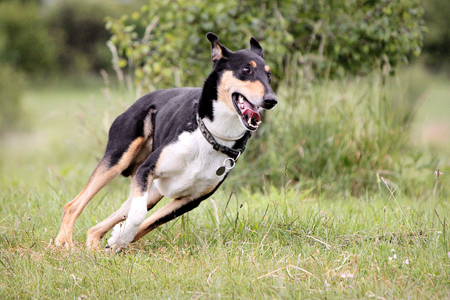 Rufus the Collie