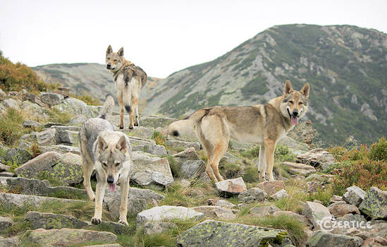 Raksha, Emmy and Ferral