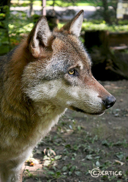 Canis Lupus Lupus IV.