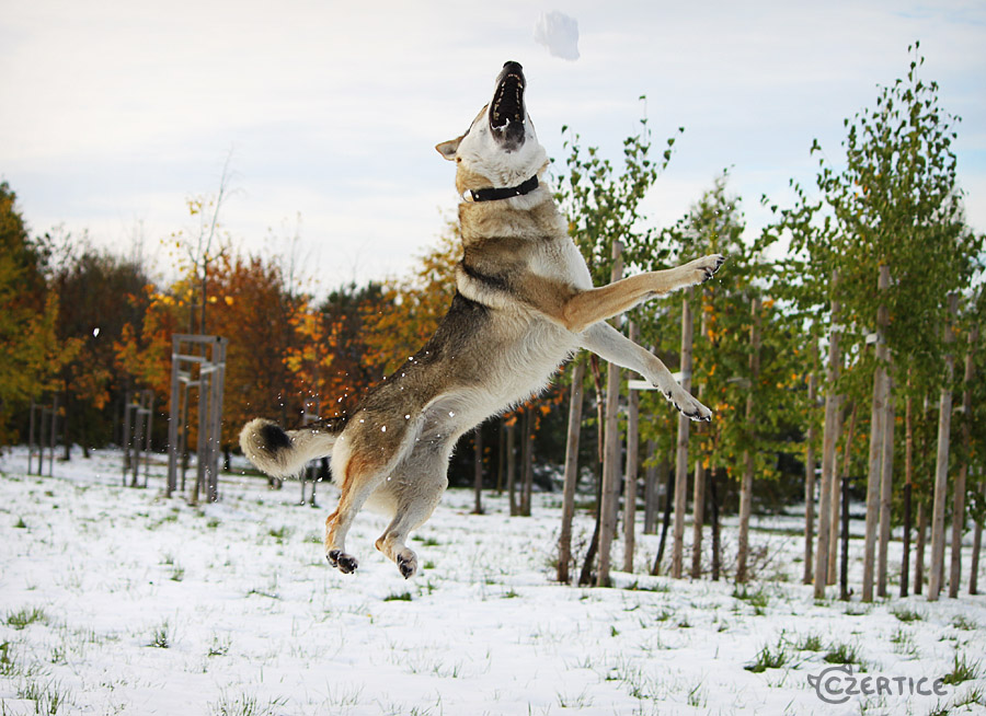 Wolfdogs Can Fly IX.