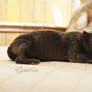 Newborn Czechoslovakian Wolfdog Puppy