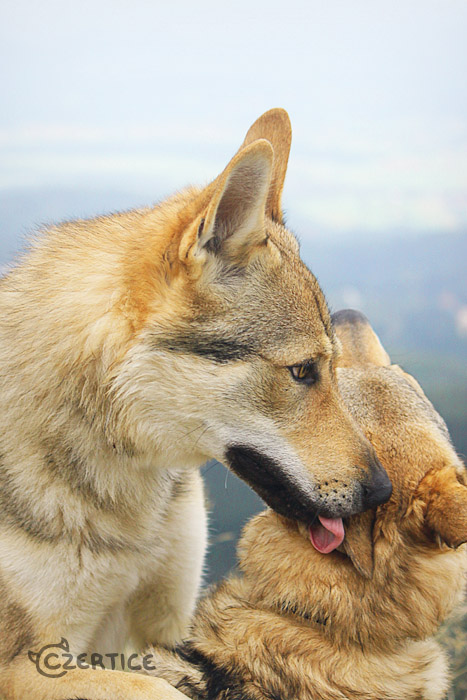 Let Me Lick Your Ears